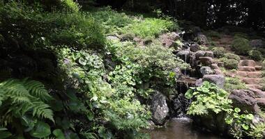 une Japonais jardin étang à tonogayato jardin dans été ensoleillé journée inclinaison en haut video