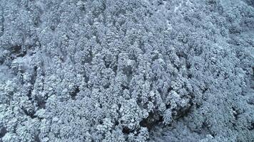 topo baixa Visão do a jovem coberto de neve conífero floresta. tomada. fundo do coberto de neve conífero árvores inverno Visão video