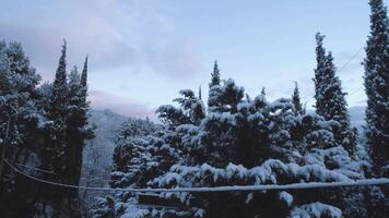 superiore aereo Visualizza di neve montagna paesaggio con alberi e strada. sparo. superiore Visualizza di il strada nel nevoso foresta video