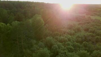 oben Aussicht von Grün Wald beleuchtet durch hell Strahlen von Sonne. Lager Filmaufnahme. schön Morgen Sonne bedeckt Grün Wald zu Horizont mit warm Strahlen video