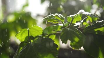 de cerca de verde hojas rociado con agua. verde jugoso hojas de planta en agua gotas iluminado por luz de sol video
