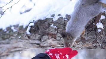 avvicinamento di scoiattolo assunzione cibo su di mano. scoiattolo prende cibo a partire dal mani di persone nel parco nel inverno. cibo di scoiattoli nel parchi video