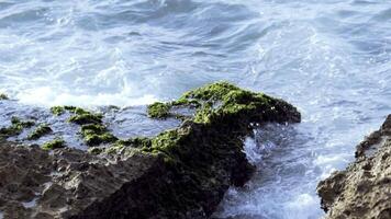 potente onde su un' roccioso spiaggia. azione filmato. pietre siamo coperto di verde muschio con il onde di il mare su il sfondo. video