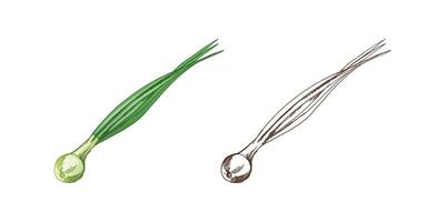 Organic food. Hand-drawn colored and monochrome  vector sketch of spring onion. Doodle vintage illustration. Decorations for the menu of cafes. Engraved image.