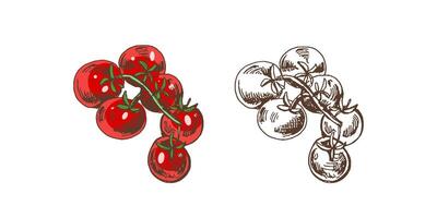 Hand-drawn colored and monochrome vector sketch  of cherry tomatoes on bunch.  Doodle vintage illustration. Decorations for the menu of cafes and labels. Engraved image.