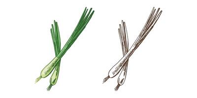 Organic food. Hand-drawn colored and monochrome  vector sketch of spring onion. Doodle vintage illustration. Decorations for the menu of cafes. Engraved image.