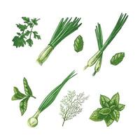 A set of hand-drawn colored sketches of  herbs and seasonings. Leek, mint, parsley, dill. For the design of the menu of restaurants and cafes. Doodle vintage illustration. vector