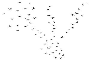 Silhouette sketch of a flock of flying forward birds. Takeoff, flying, flight, flutter, hover, soaring, landing vector