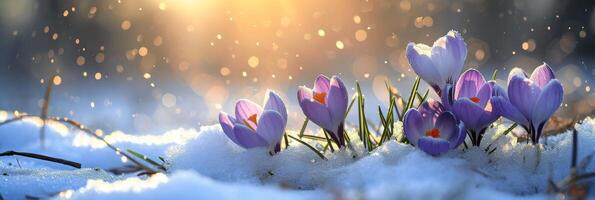 AI generated Crocus flower growth in the snow with sunbeam, springtime photo