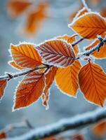 AI generated Orange beech leaves covered with frost in late fall or early winter. photo