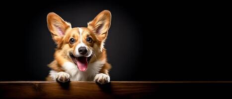 ai generado linda galés corgi pembroke perro aislado en negro antecedentes con Copiar espacio. foto