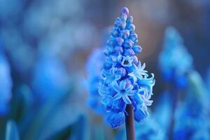 AI generated Close up on blue hyacinth flower in spring photo