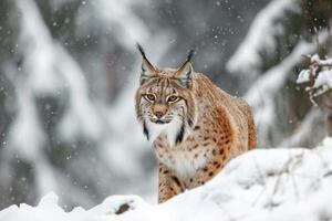 ai generado europeo lince en un Nevado bosque en el invierno. foto