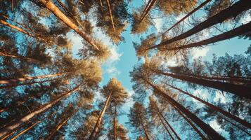 AI generated Tall trees against the sky, pine forest photo