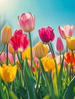 AI generated Beautiful panoramic spring nature background with tulip flowers photo