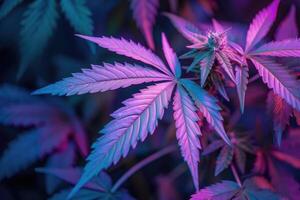 AI generated Marijuana plant growing under color lighting. Colored neon large leaves and buds of cannabis hemp. photo