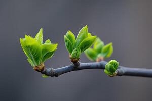 AI generated New spring shoots on a tree branch photo