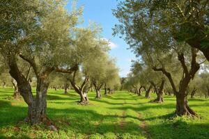 AI generated Traditional plantation of olive trees. photo