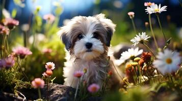 AI generated Cute Shih Tzu puppy in the grass with flowers. photo