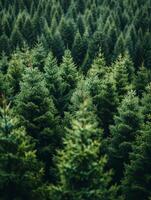 ai generado abeto arboles guardería o plantación, creciente un joven bosque. foto