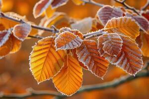 AI generated Orange beech leaves covered with frost in late fall or early winter. photo