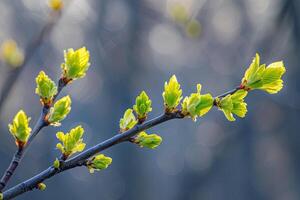 AI generated New spring shoots on a tree branch photo