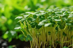 AI generated Microgreens sprouts - healthy and fresh. Concept of home gardening and growing greenery indoors photo