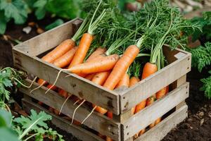 AI generated Harvesting carrots into wooden crate in organic vegetable garden. Autumn harvest and gardening photo