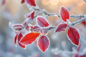 AI generated Frozen Forsythia with red leaves The first frosts, frost and hoarfrost. Early winter. photo