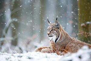 ai generado europeo lince en un Nevado bosque en el invierno. foto