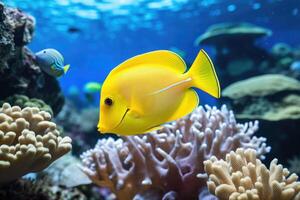 AI generated Yellow tang fish on coral reef photo