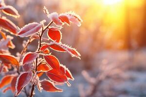 ai generado congelado forsitia con rojo hojas el primero heladas, escarcha y escarcha. temprano invierno. foto