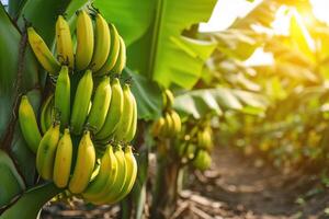 AI generated Bananas growing on trees. Agriculture and banana production concept. photo