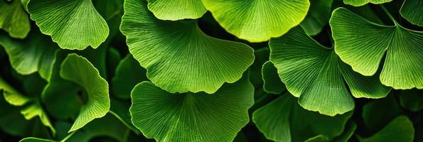 ai generado gingko hojas. natural hoja textura antecedentes. ramas de un gingko árbol foto