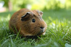 ai generado un linda Guinea cerdo disfrutando un soleado día. foto