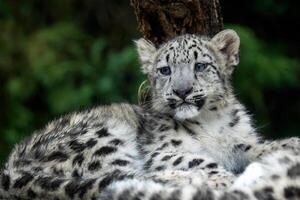 Snow leopard cub. Young snow leopard. photo
