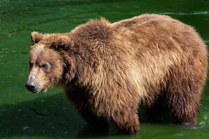 Kamchatka oso en agua. foto