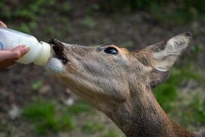 ciervo bebidas Leche desde el botella, fauna silvestre rescate. foto