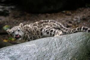 Snow leopard cub. Young snow leopard. photo
