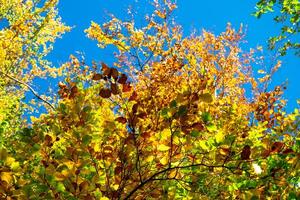 Autumn leaves with the blue sky background photo