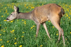 hueva ciervo en césped, capreolus capreolus. salvaje hueva ciervo en primavera naturaleza foto