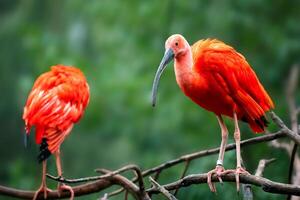 Eudocimus ruber on tree branch. Four bright red birds Scarlet Ibis photo