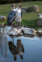 Marabou Stork is a large wading bird in the stork family Ciconiidae. photo