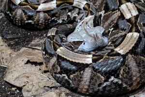 Venomous Bush Viper on tree photo