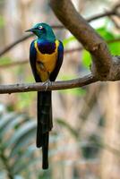 Golden breasted Starling, Cosmopsarus regius, Glossy Starling sitting on the tree branch. Beautiful shiny bird in the green forest. photo