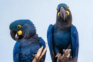 Lear's Macaw  is standing on the branch. photo