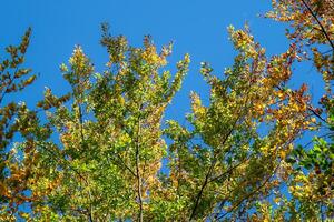 Autumn leaves with the blue sky background photo