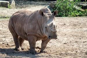 Southern White Rhinoceros photo