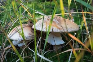 Mushroom Amanita rubescens with a pink hat and white dots growing in grass. Picking mushrooms. photo