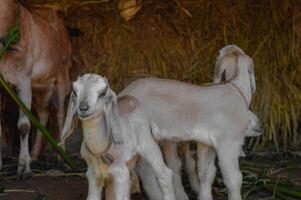 While two young goats doesn't care about their surrounding, the other one seems curious photo